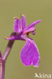 Moerasorchis (Orchis palustris)