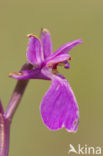 Marsh orchid (Orchis palustris)