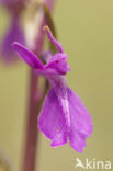 Marsh orchid (Orchis palustris)