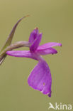 Marsh orchid (Orchis palustris)