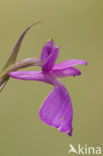 Moerasorchis (Orchis palustris)