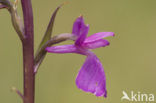 Marsh orchid (Orchis palustris)