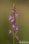 Marsh orchid (Orchis palustris)