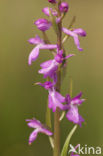 Marsh orchid (Orchis palustris)