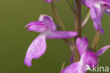 Marsh orchid (Orchis palustris)