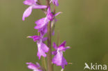 Marsh orchid (Orchis palustris)