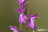 Marsh orchid (Orchis palustris)
