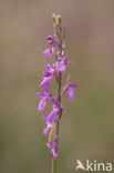 Marsh orchid (Orchis palustris)