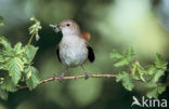 Common Nightingale (Luscinia megarhynchos)