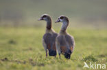 Egyptian Goose (Alopochen aegyptiaca)