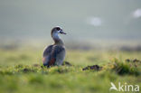 Egyptian Goose (Alopochen aegyptiaca)