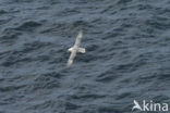 Northern Fulmar (Fulmarus glacialis)