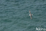 Northern Fulmar (Fulmarus glacialis)