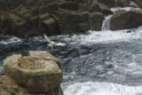 Northern Fulmar (Fulmarus glacialis)