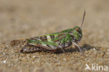 Oedaleus decorus