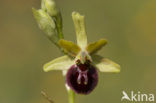 Ophrys argensonensis