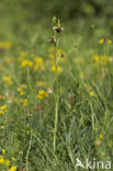 Ophrys argensonensis