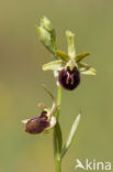 Ophrys argensonensis