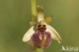 Ophrys argensonensis