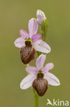 Ophrys aveyronensis