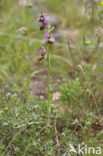 Ophrys aveyronensis