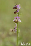 Ophrys aveyronensis