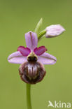 Ophrys aveyronensis