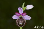 Ophrys aveyronensis