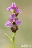 Ophrys aveyronensis