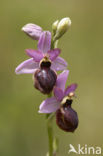 Ophrys aveyronensis