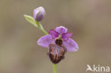 Ophrys aveyronensis