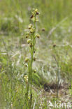 Ophrys aveyronensis