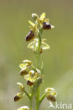 Ophrys aveyronensis