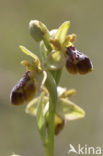 Ophrys aveyronensis