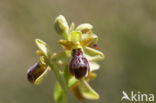 Ophrys aveyronensis