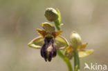 Ophrys aveyronensis