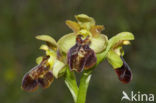 Ophrys aveyronensis