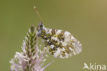 Oranjetipje (Anthocharis cardamines)