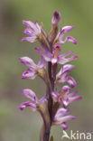 Violet limodore (Limodorum abortivum)