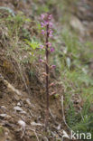 Violet limodore (Limodorum abortivum)