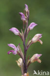 Violet limodore (Limodorum abortivum)