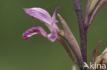 Paarse Aspergeorchis (Limodorum abortivum)
