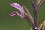 Violet limodore (Limodorum abortivum)