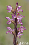 Violet limodore (Limodorum abortivum)