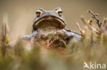 Pad (Bufo margaritifera)