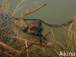 Pad (Bufo margaritifera)