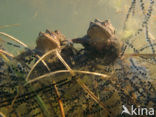 Pad (Bufo margaritifera)