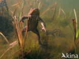 Toad (Bufo margaritifera)