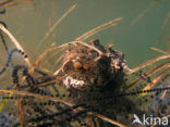 Toad (Bufo margaritifera)