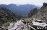 Parque Nacional de la Caldera de Taburiente